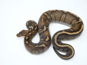 スーパーレイブン