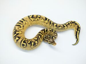 パステルペイブメント