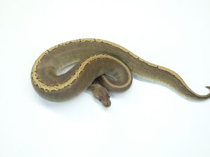 ブラックパステルYB GHI HGWピン