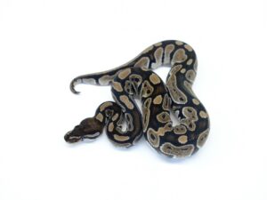 VPIブラックアザン