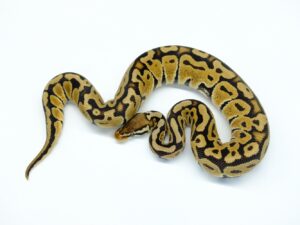 パステルダブルヘテロパズル&ウルトラメル