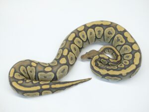 マホガニーゴースト