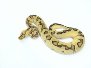 パステルエンチクラウン