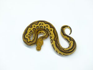 レオパードレッドストライプクラウン