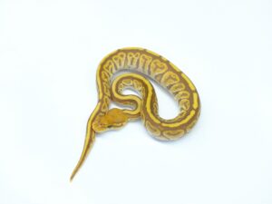 ボンゴウルトラメル