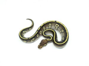 スーパーレイブンモハべ