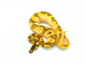 スーパーエンチYBバブルガムキャリコオレンジドリームバニラ