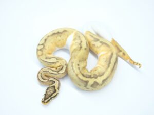 パステルゴーストパイド