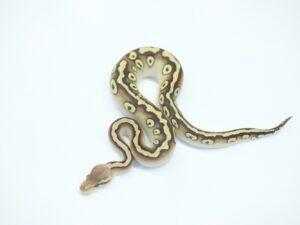 Nyalaパスタべ66％ヘテロクラウン