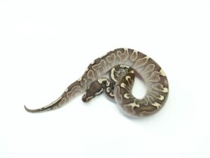 スーパーGHIレッサー