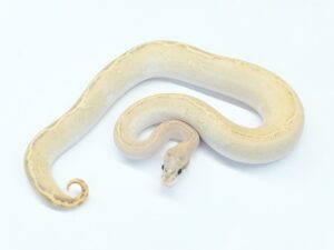 アシッドファイアーハイウェイ