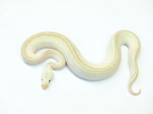 スーパーパステルレオパードバンブークラウン