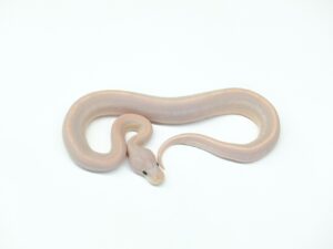 スーパーバナナシナモンマホガニー