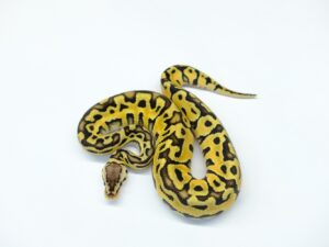 パステルパズルヘテロゴースト