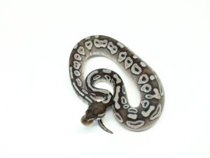 モハべVPIブラックアザン