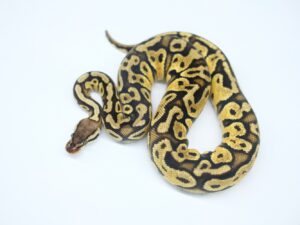 パステルFurrowヘテロクラウン“No,1”