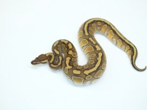 カーネージスペシャルエンチYBヘテロクラウン