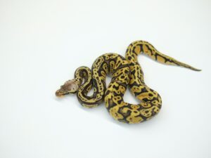 パステルアシッドポッシブルYBヘテロパズル