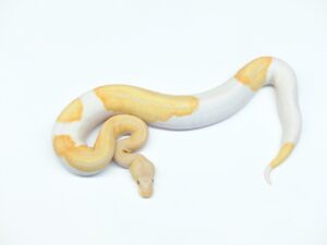 キャンディーノパイド