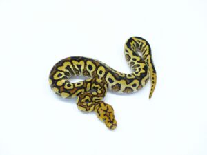 GHIスポットノーズYBクラウン