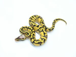 シトラススーパーパステル