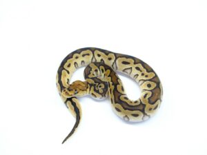 クラウンヘテロサンセット