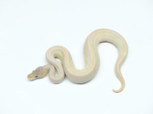 ミスティックスペシャルレオパードアシッドブラックパステルポッシブルYB