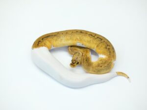 パステルクラウンパイド66％ヘテロゴースト