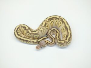 スーパーパステルFurrowモハべYB66％ヘテロクラウン