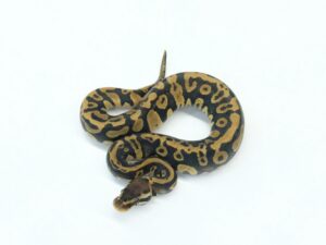 パステルコンフュージョンヘテロクラウン