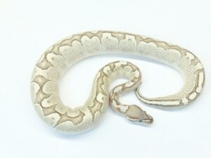 バンブーデザートゴースト