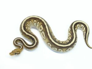 サイプレスモハべレイブン