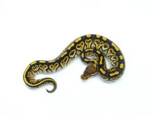 ハリケーンレッドヘッドヘテロクラウン