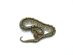 スーパーカーネージモハべヘテロクラウンポッシブルハリケーン