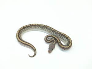 スーパーホフマンブラックヘッドゴースト