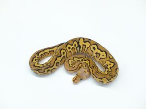 BarnhartブラックパステルファイアーYBクラウン