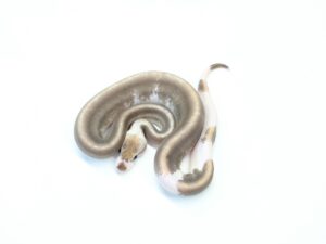 GHIシャンパンシナモントルネードブラストポッシブルYB