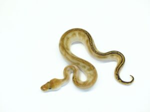 スーパーボンゴチョコレートポッシブルスーパーチョコレート66％ヘテロウルトラメル