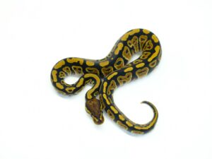 66％ヘテロサンセット&クラウン