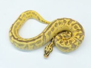 パステルエンチレオパードフリーウェイ