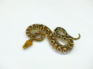 サイプレスエンチスポットノーズYBクラウン