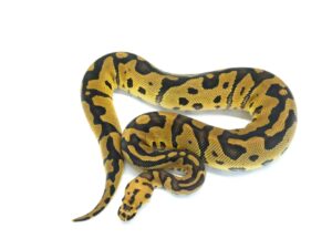 アシッドクラウン