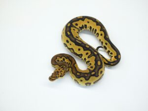 レオパードハリケーンクラウン