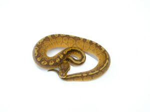 サンセットヘテロクラウン