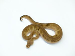 BarnhartブラックパステルボンゴYBクラウン