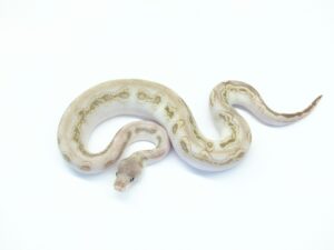 ウーキーブラックピューターレッサーGHIクラウン