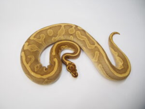 バターエンチコンフュージョン