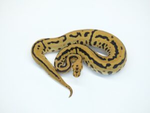 バットマンカーネージ