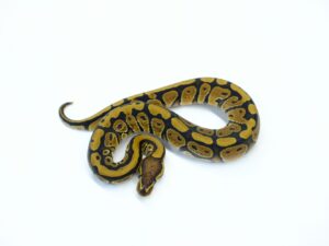 レッドストライプヘテロクラウン66％ヘテロサンセット