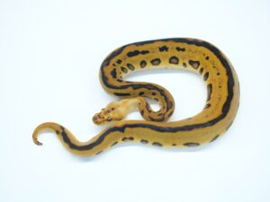 レオパードレッドヘッドスポットノーズYBクラウン